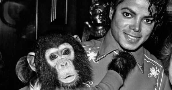 Image in QuizMyDay Michael Jackson 80s Hits Quiz: Test Your Music Memory trivia quiz featuring LOS ANGELES: Donna Ashlock, 14, (R) who has a new chance at life with the transplanted heart of her boyfriend, received her fond- est wish 3/8 a meeting with singer Michael Jackson at his home. The two posed with Bubbles, the chimp at Jackson's animal compound.